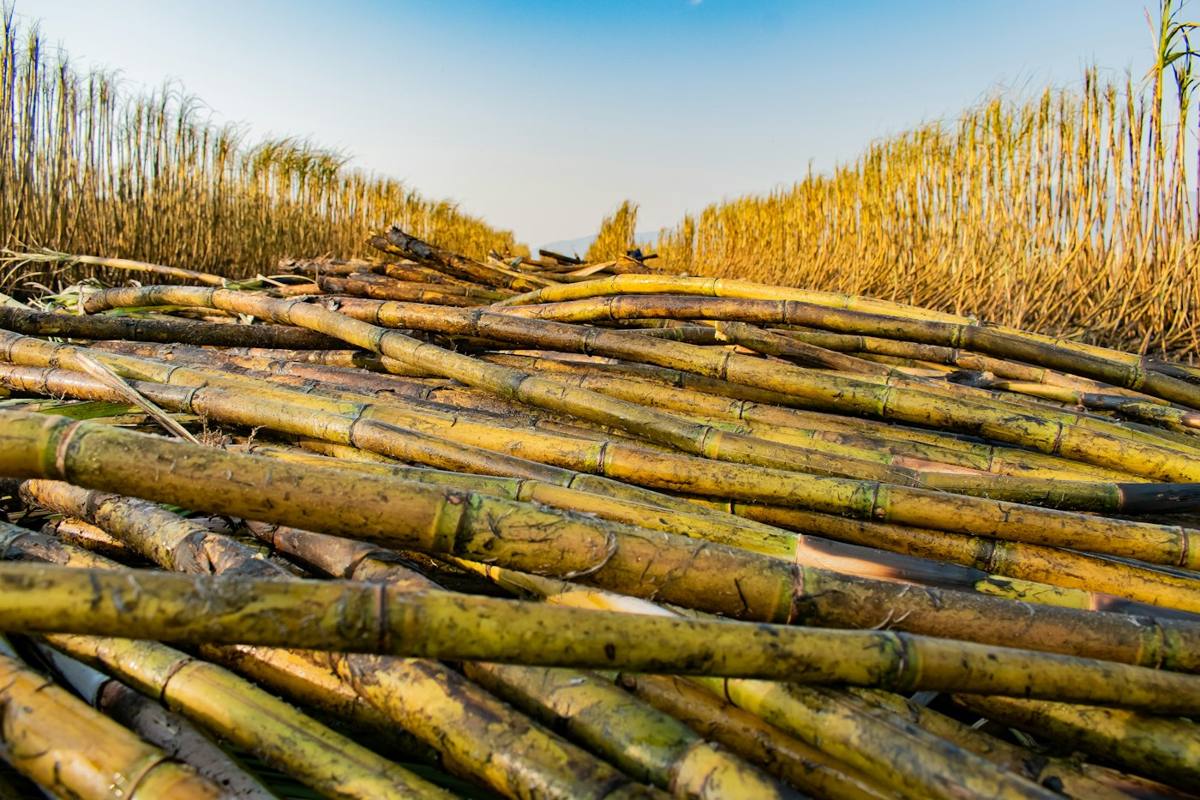 Harvested sugarcane stalks, the raw material for bagasse tableware